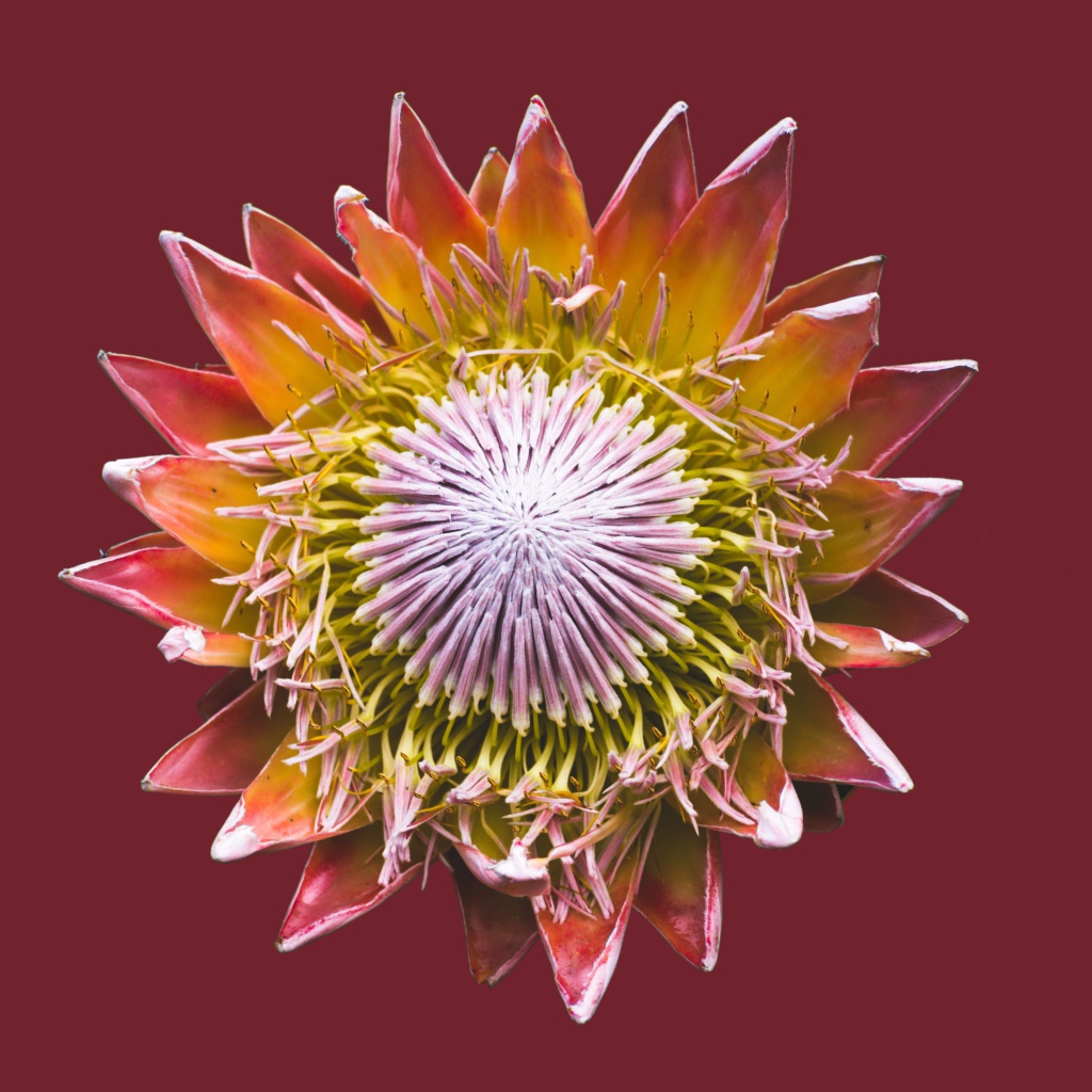 Цветок кактуса на коричневом фоне