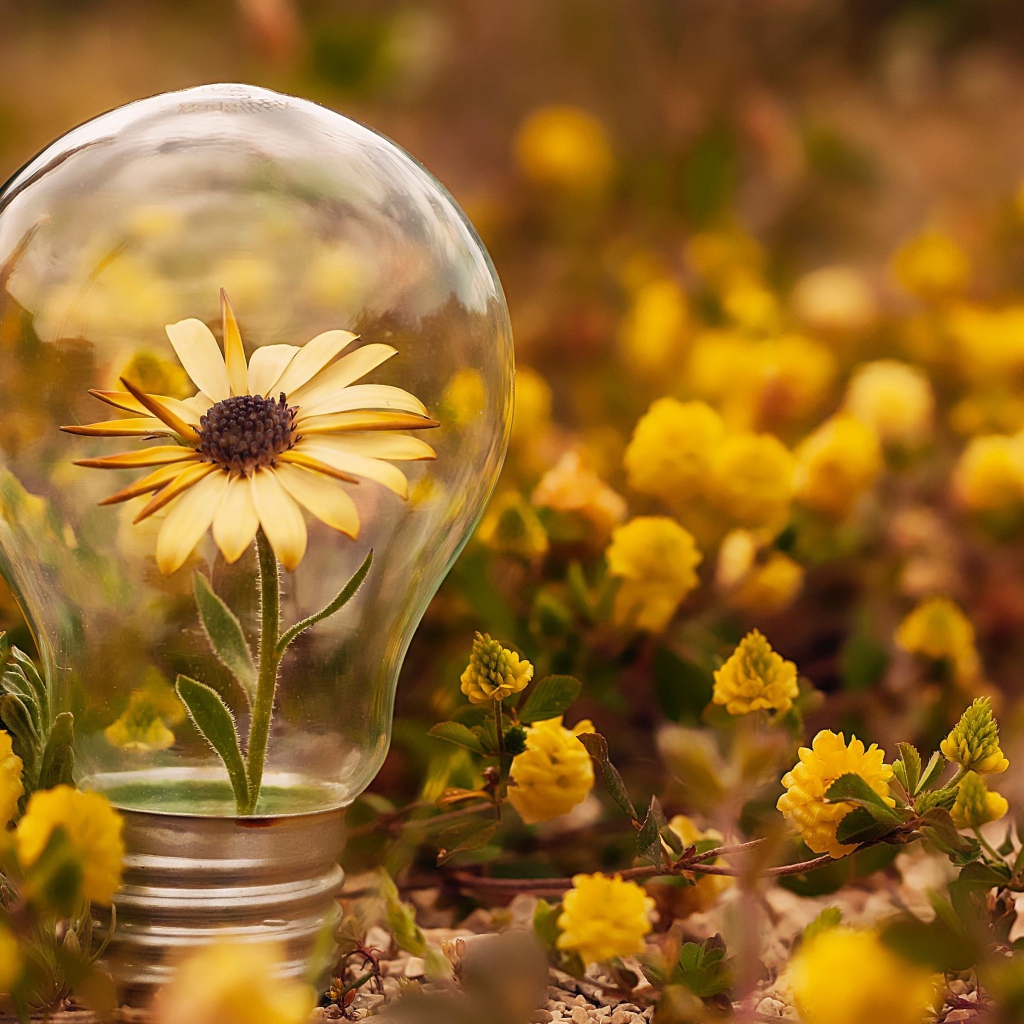 Цветок календулы в стеклянной лампочке