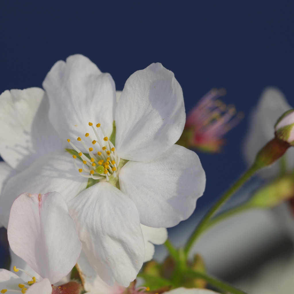 Цветок вишни с бутоном на сером фоне