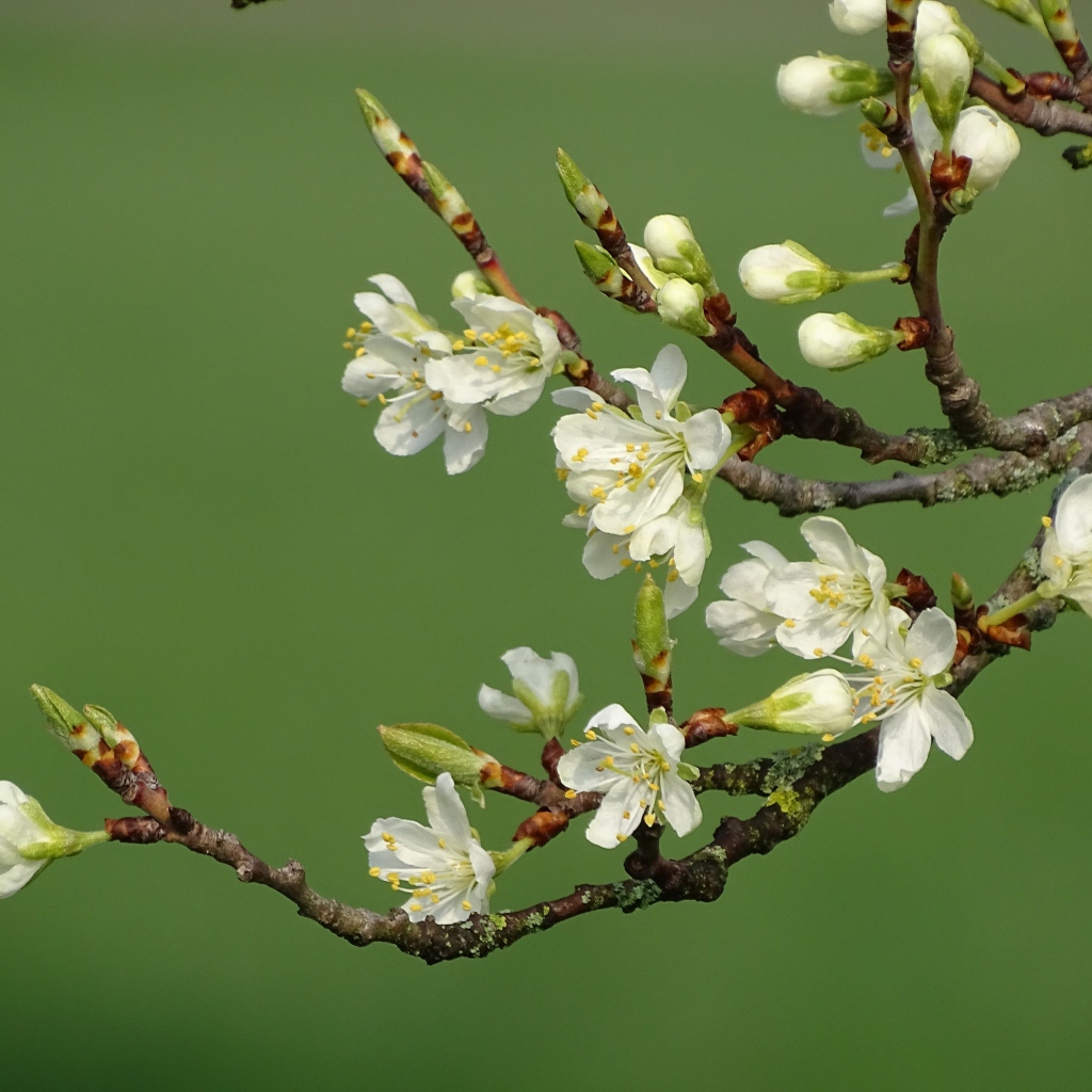 Цветы вишни распускаются весной