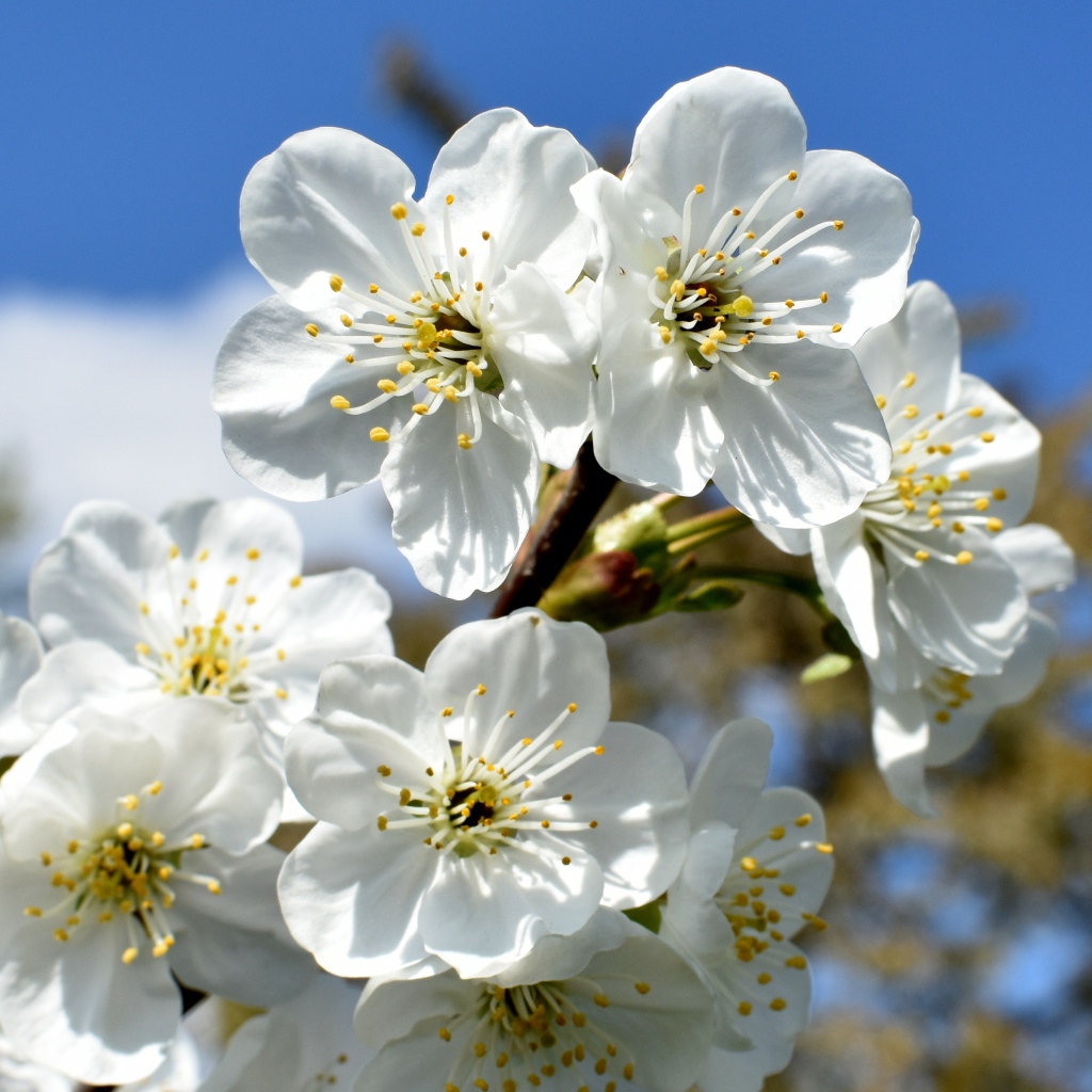 Цветы вишни распустились на ветке весной