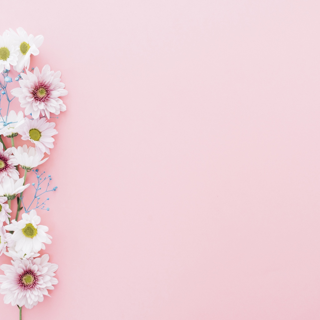 Цветы хризантемы на розовом фоне