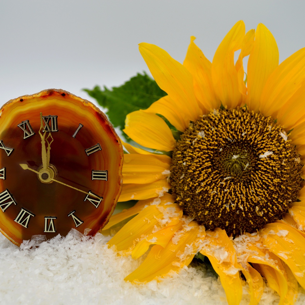Часы и желтый подсолнух лежат на снегу 