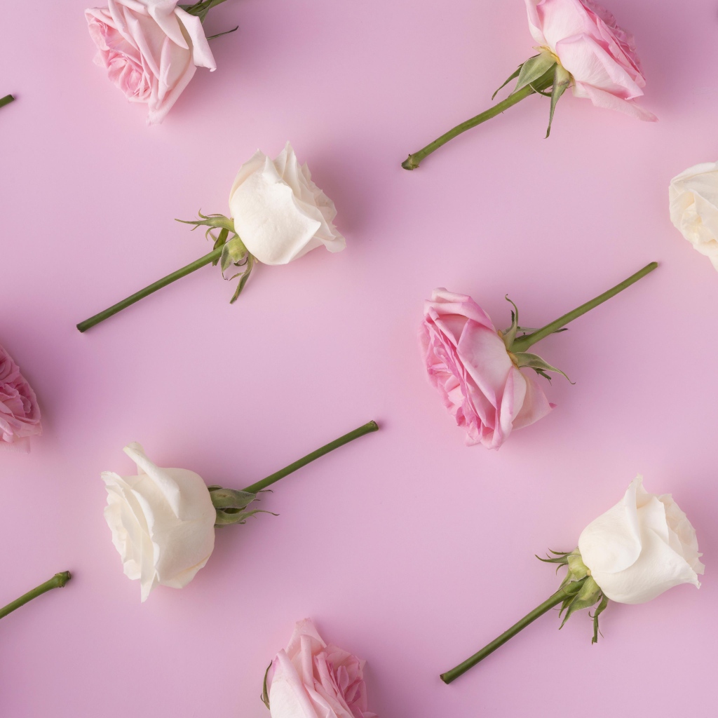 Обрезанные цветы розы на  розовом фоне