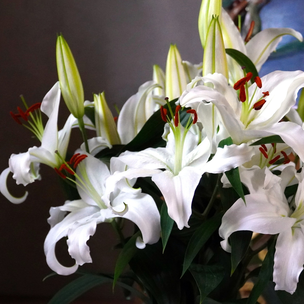 Нежный букет белых лилий с бутонами