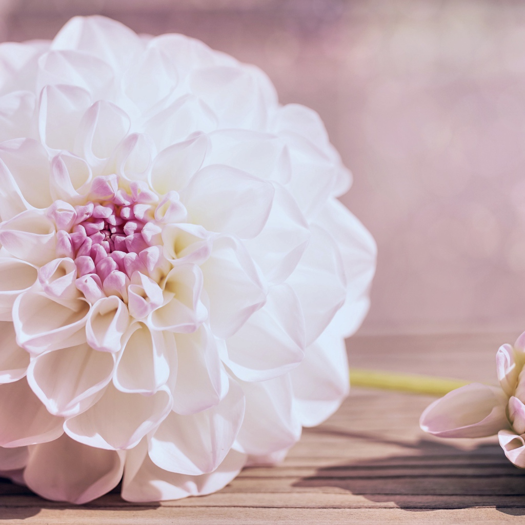 Нежный кремовый цветок георгина на столе