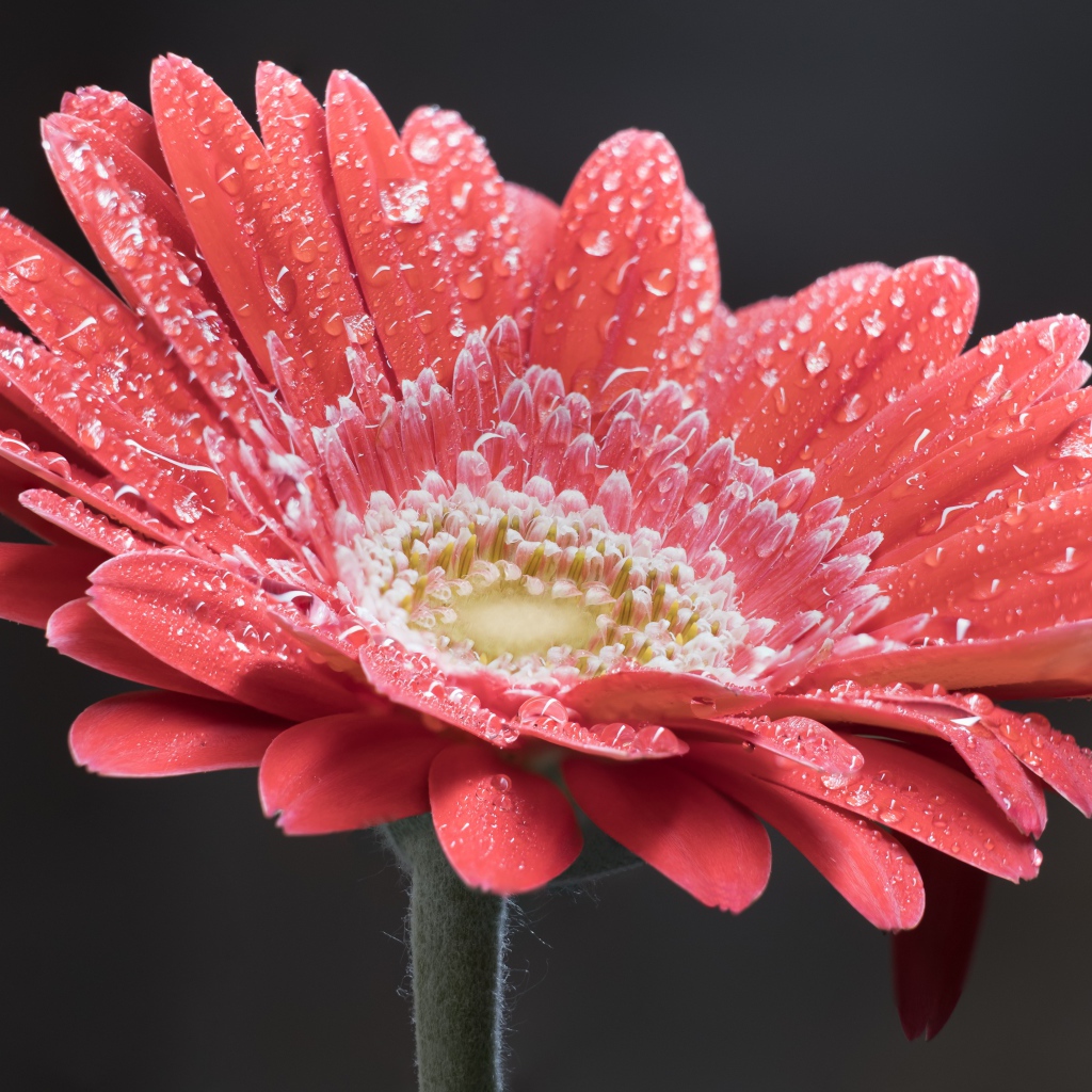 Нежный кремовый цветок герберы в каплях росы