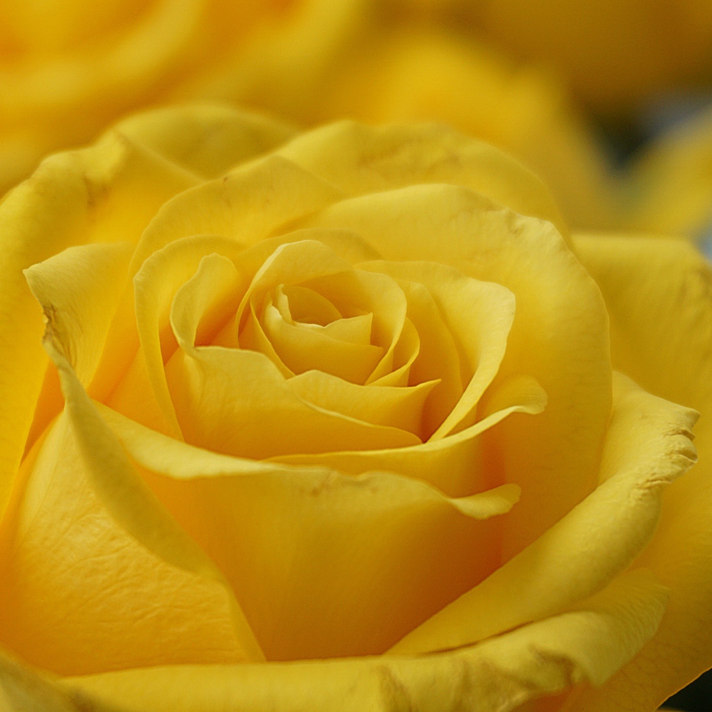 Нежная садовая желтая роза крупным планом