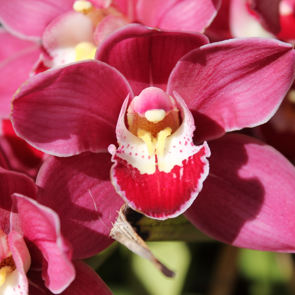 Нежный розовый цветок красивой орхидеи крупным планом