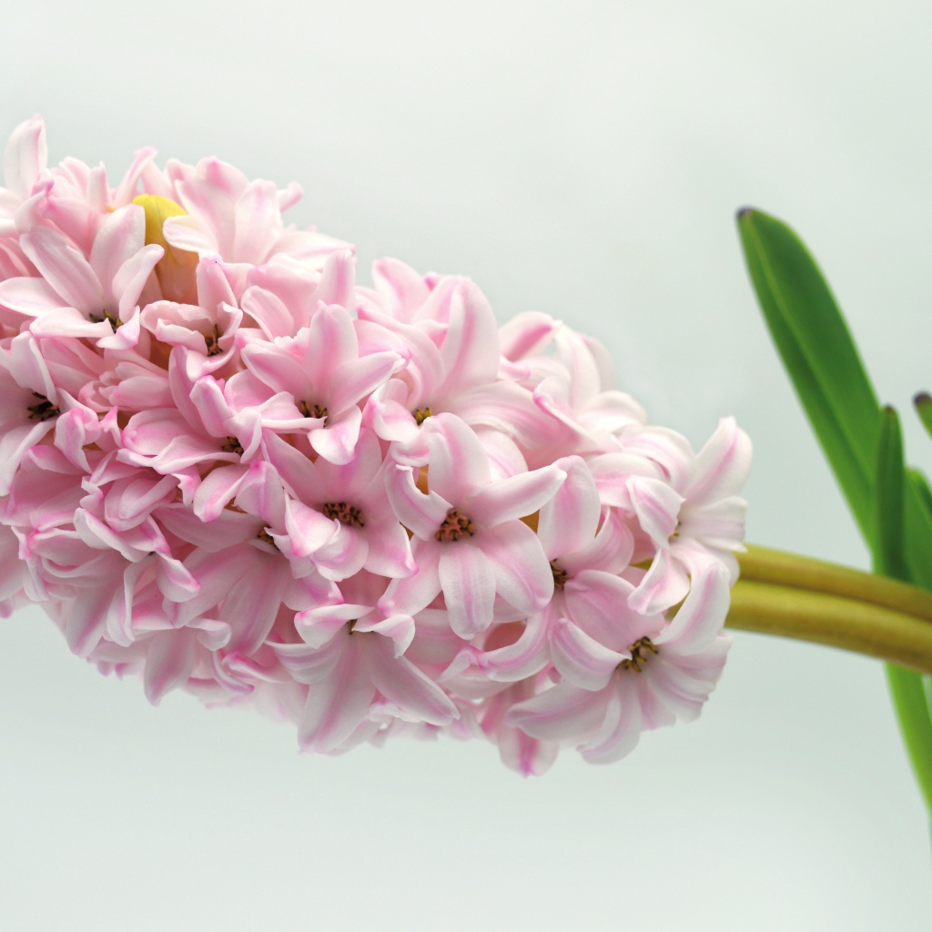 Нежный розовый цветок гиацинта на сером фоне