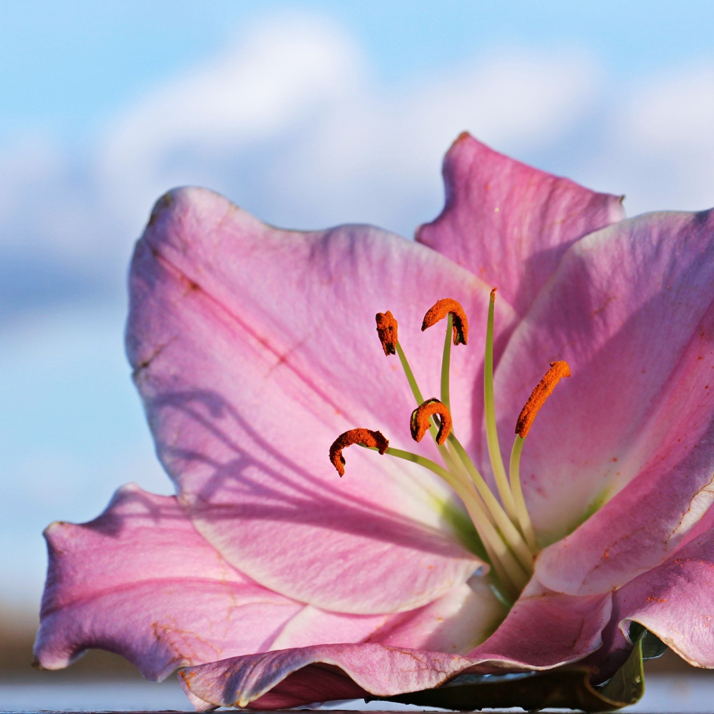 Нежная розовая лилия на фоне неба крупным планом