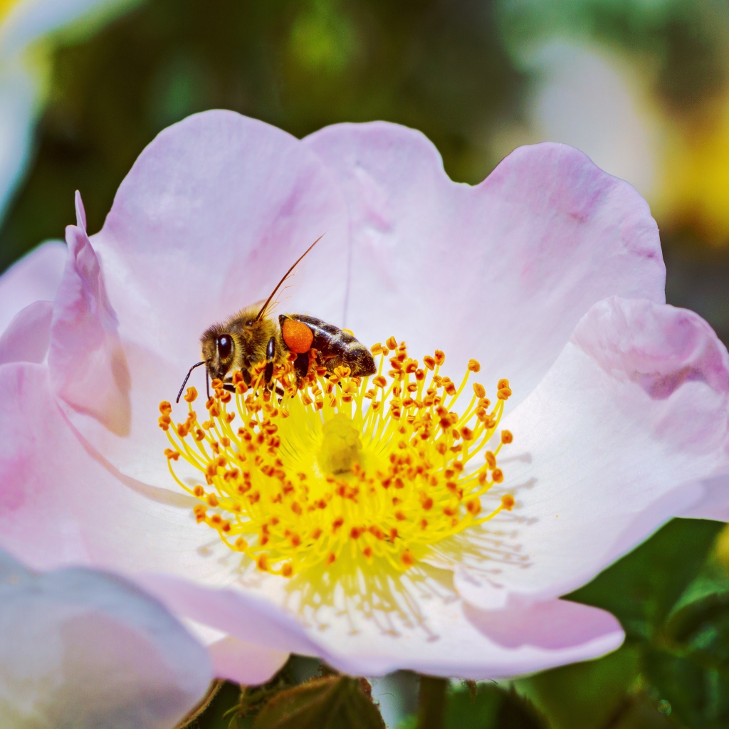 Нежный розовый цветок шиповника с пчелой