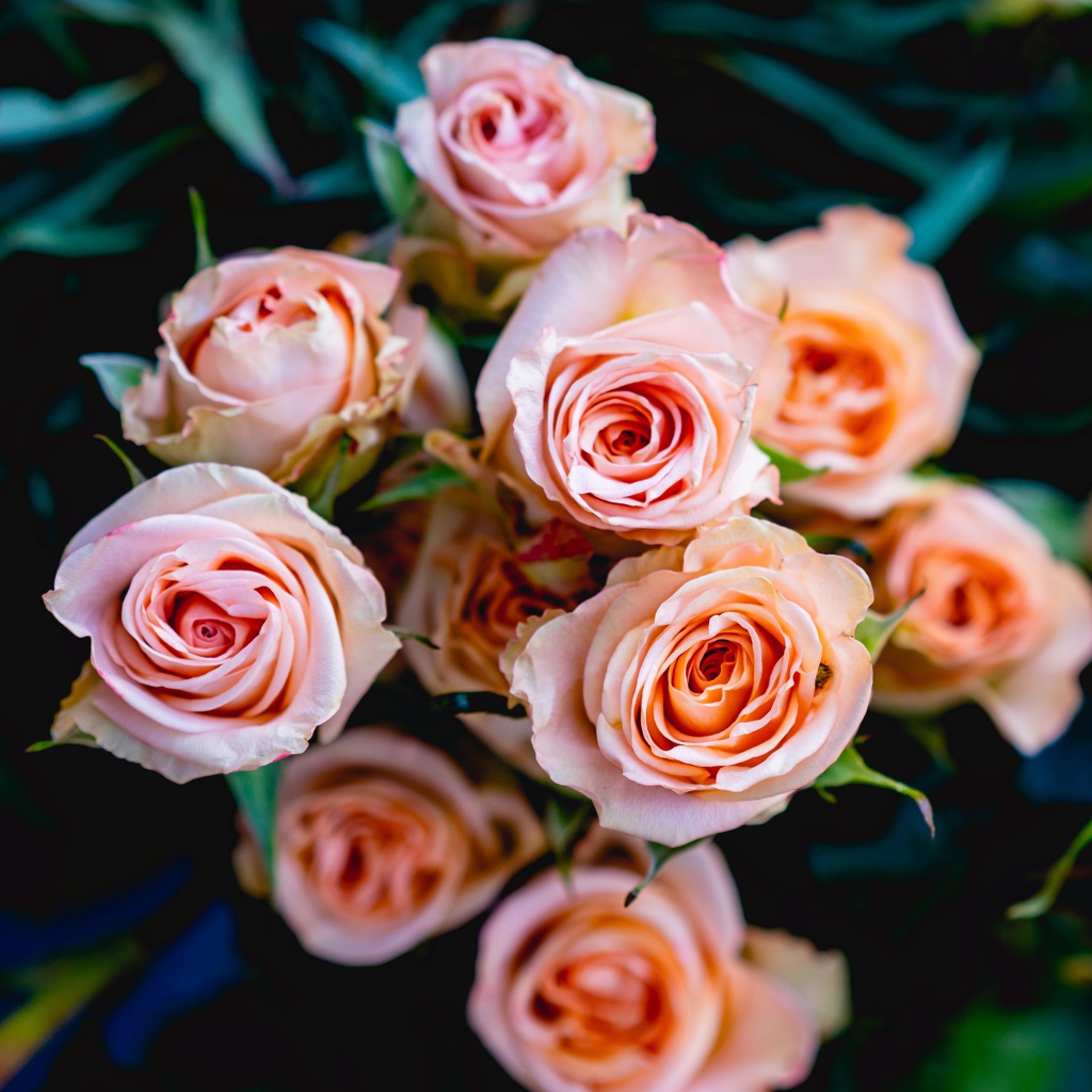 Нежные розовые розы крупным планом