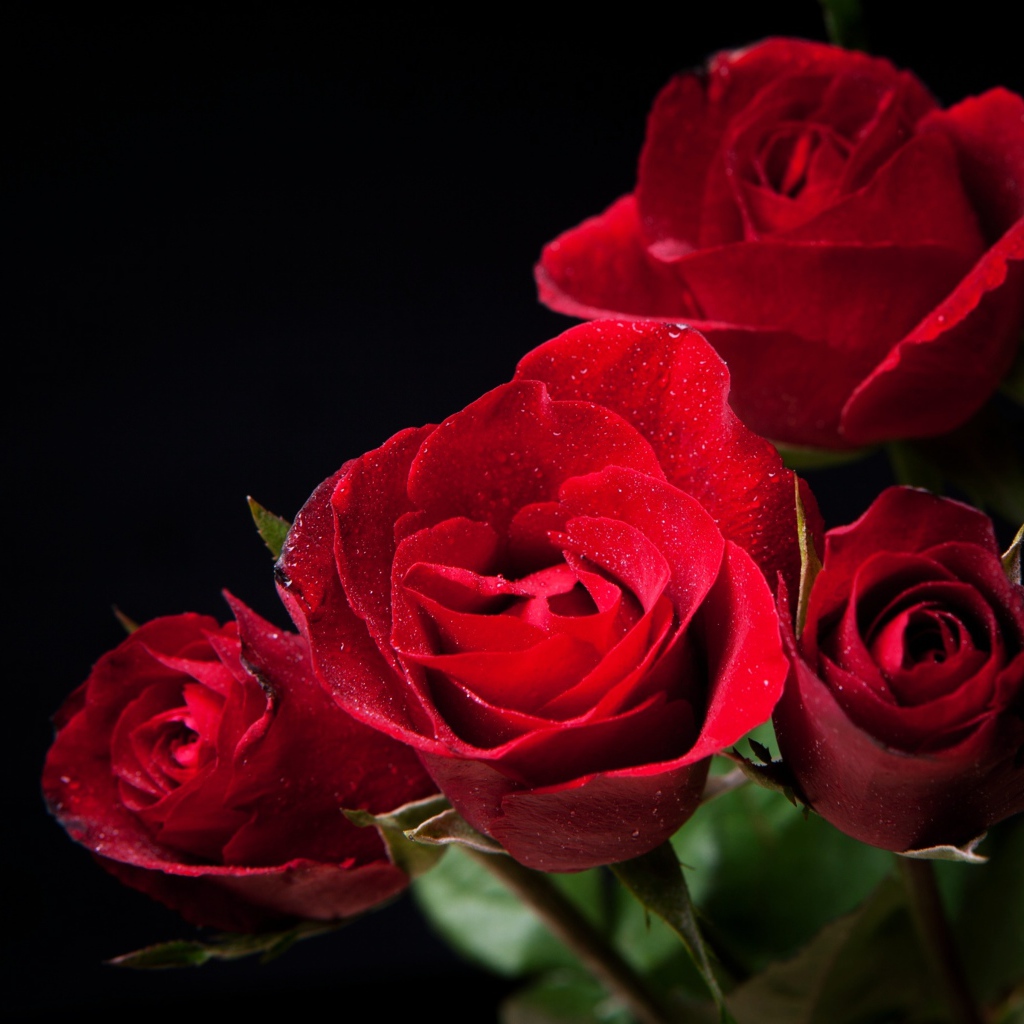 Нежные алые розы на черном фоне