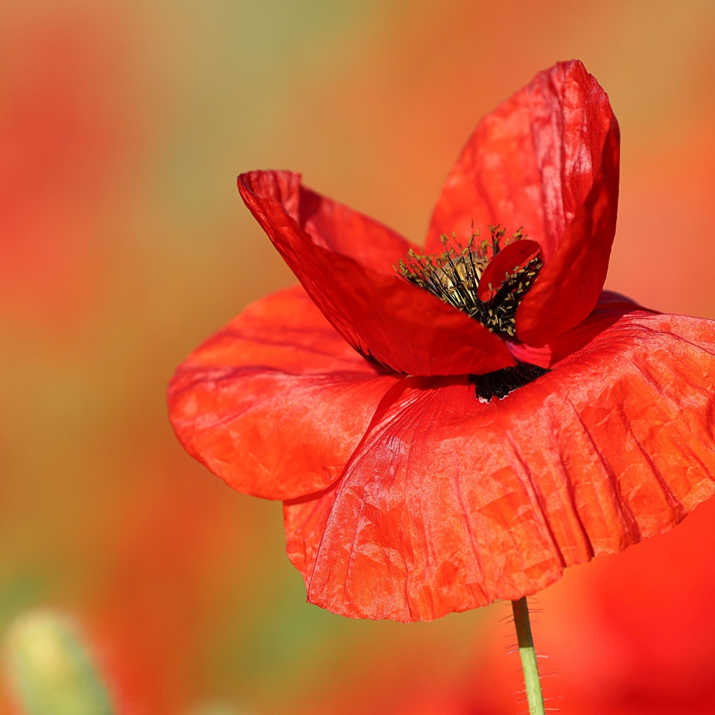 Нежные тонкие лепестки полевого мака