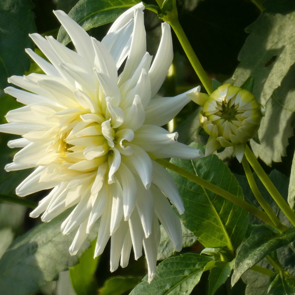 Нежная белая хризантема с бутоном на клумбе