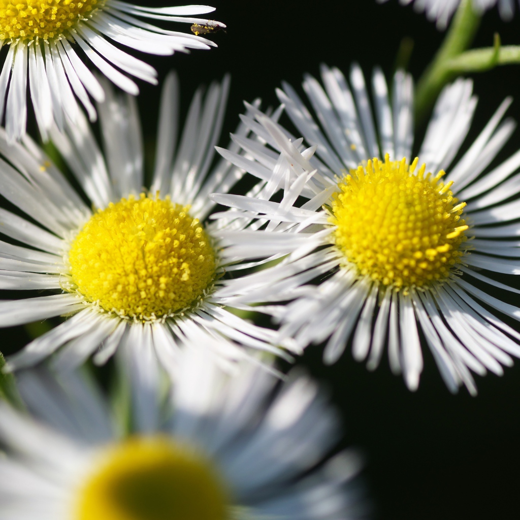 Нежные белые цветы сентябринка крупным планом 