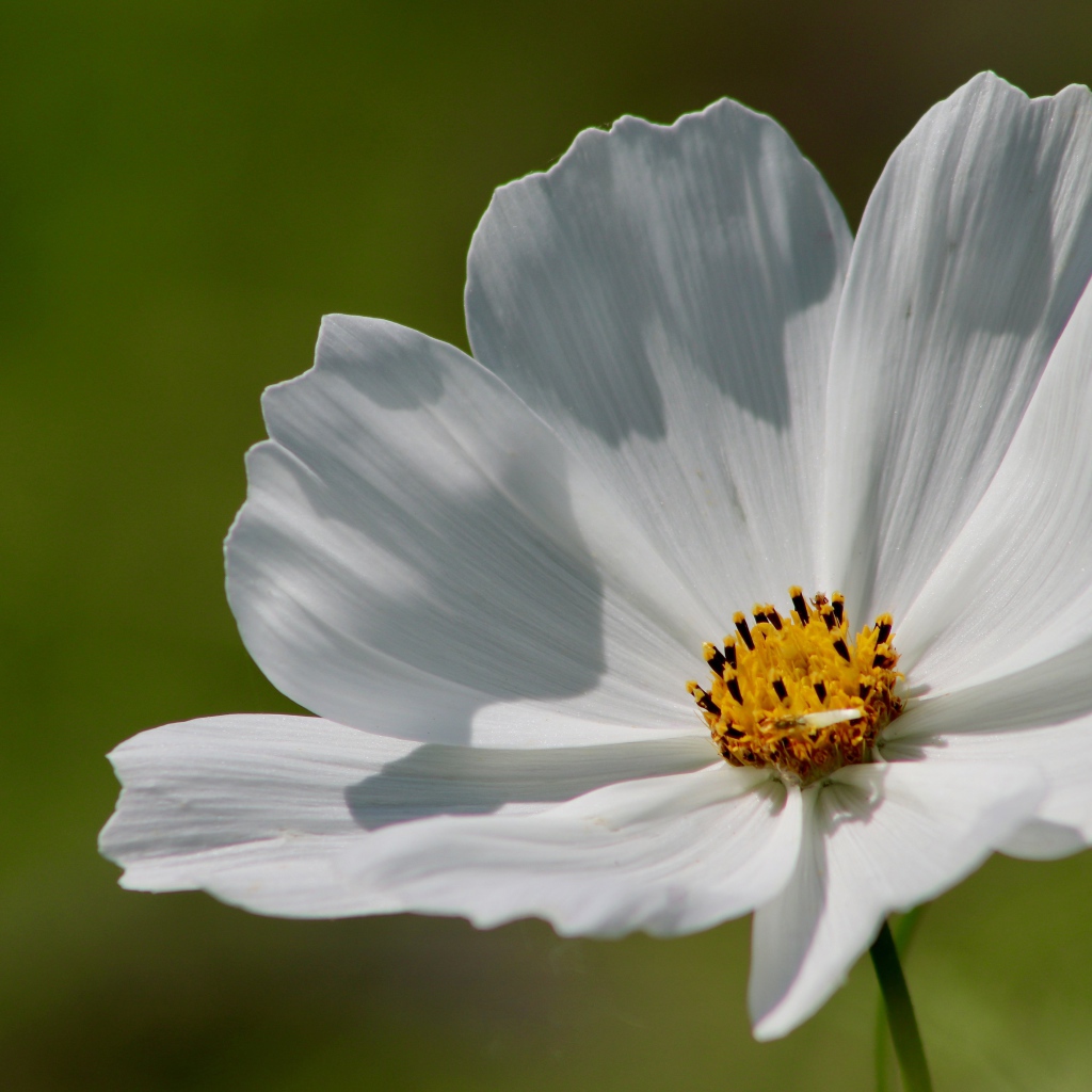 Нежные белые лепестки цветка космеи 
