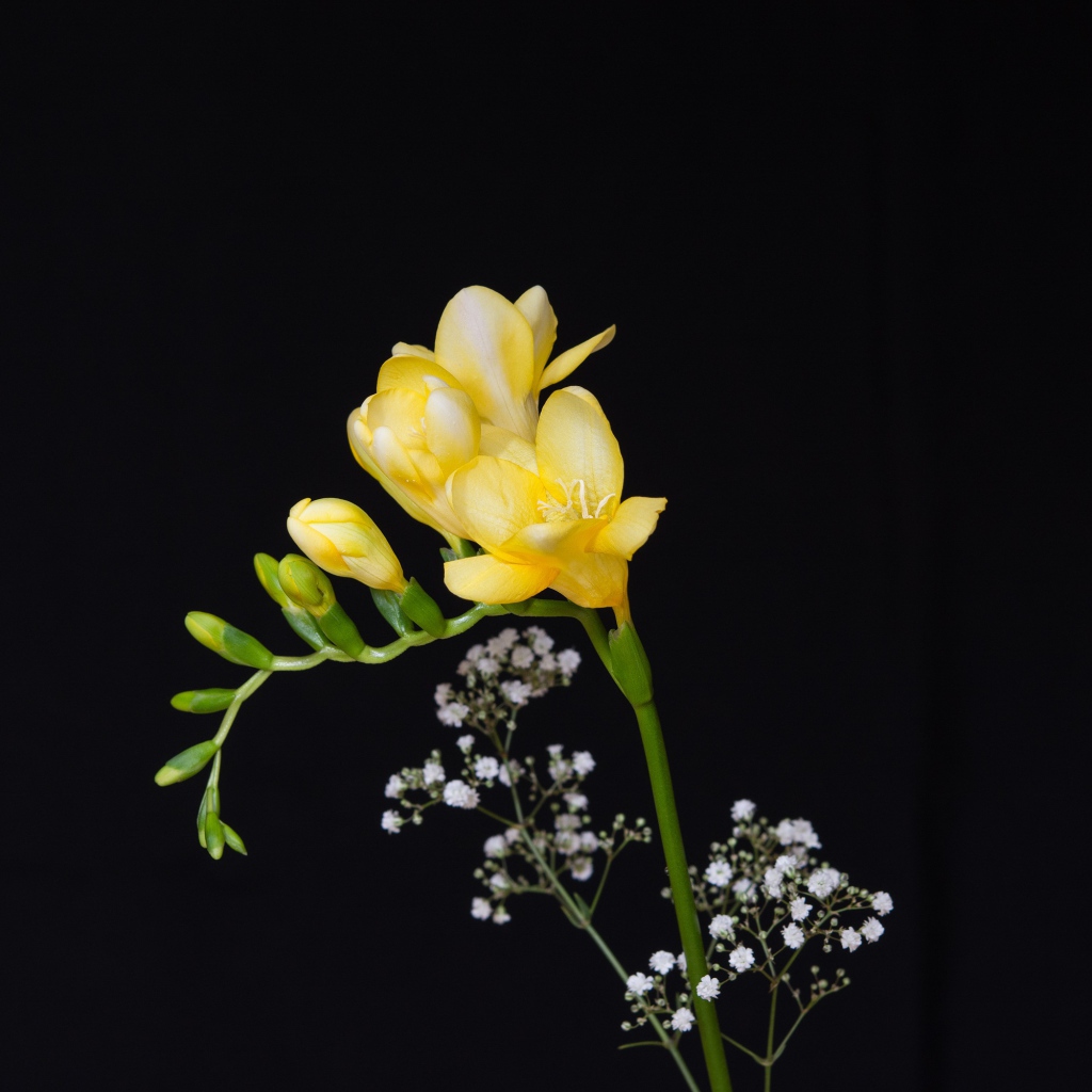 Нежный желтый цветок фрезии на черном фоне