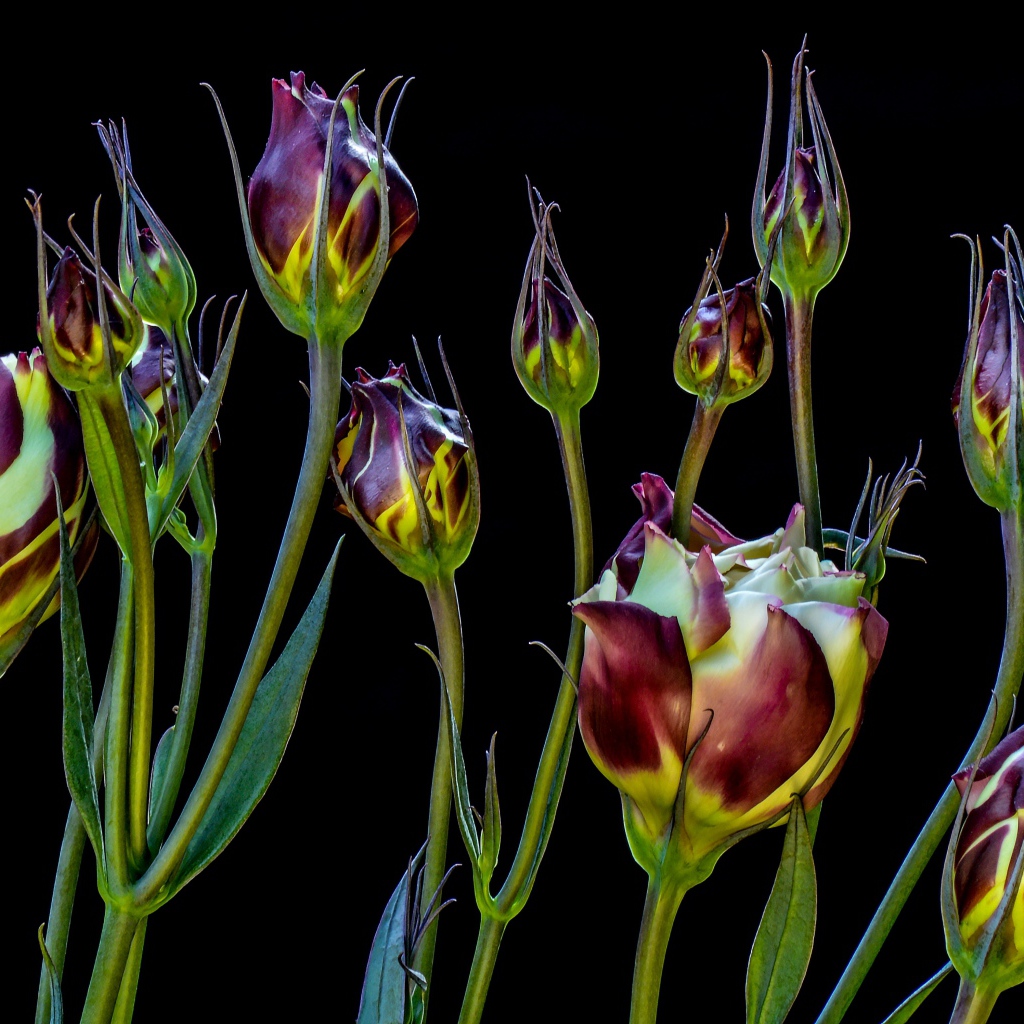 Цветы эустомы распускаются на черном фоне