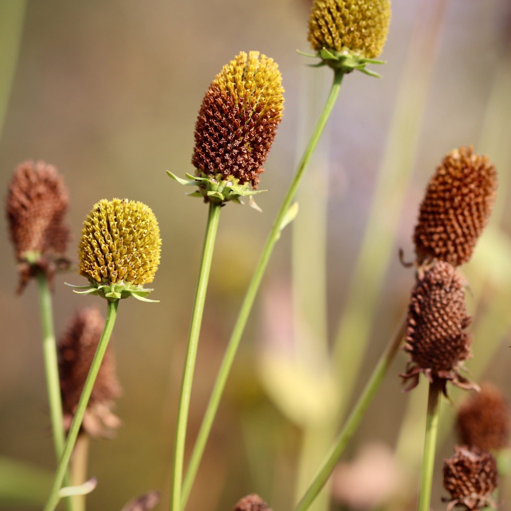 Отцветшие стебли цветков эхинацеи