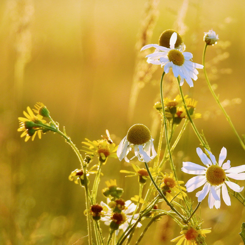 Полевые ромашки и желтые цветы на поле 