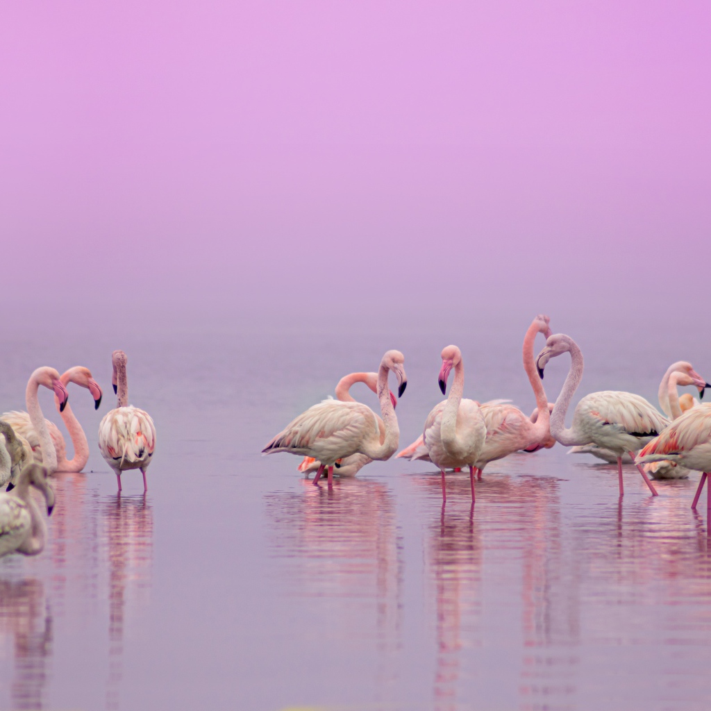 Фламинго в воде на розовом фоне 