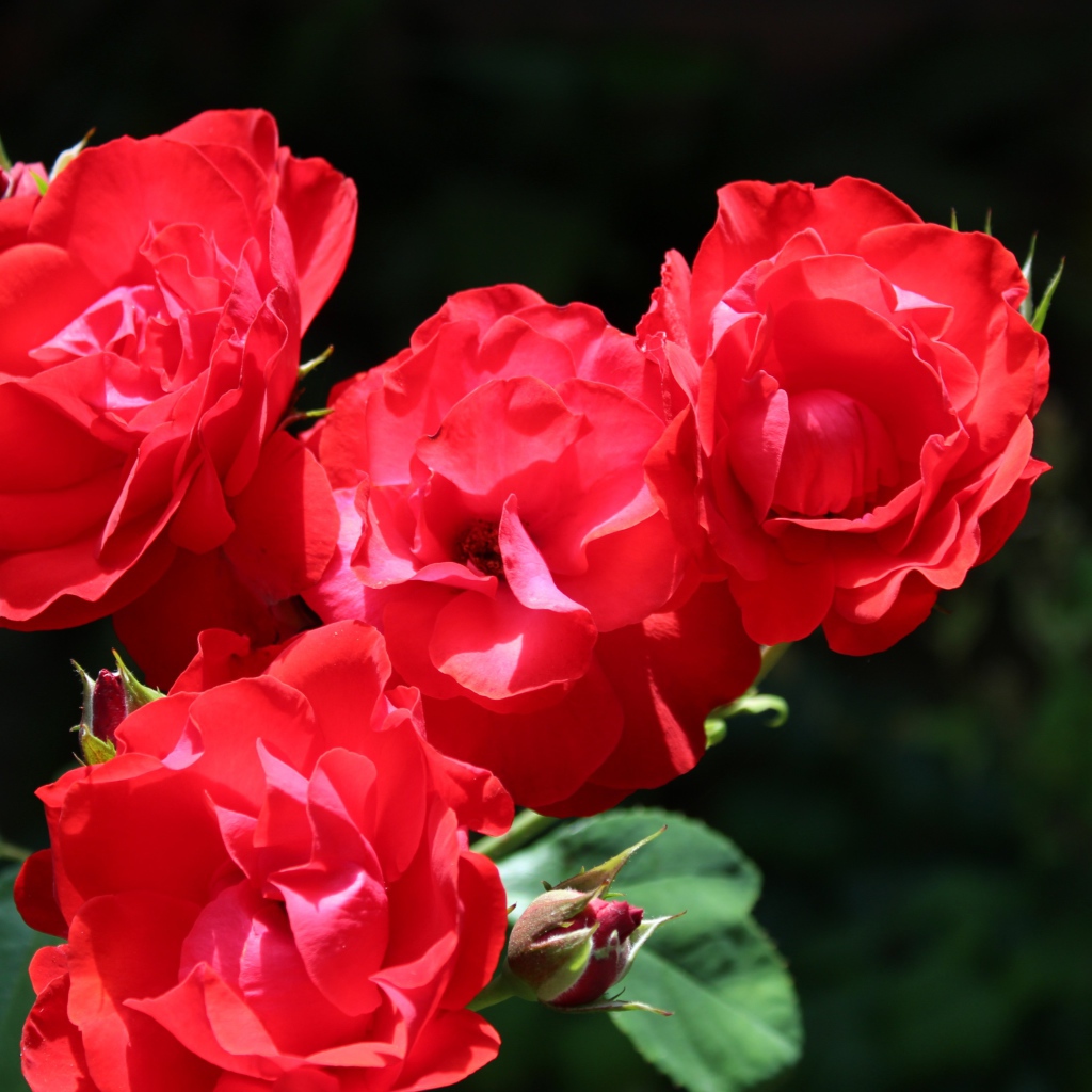 Четыре красные розы с бутонами на клумбе 