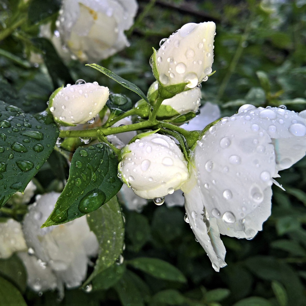 Ароматный цветок жасмина с бутонами после дождя