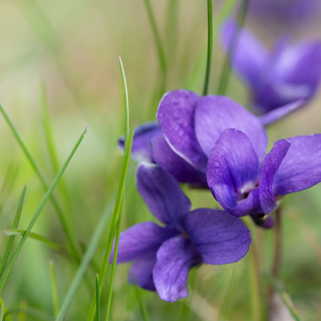 Ароматные фиолетовые цветы фиалки крупным планом