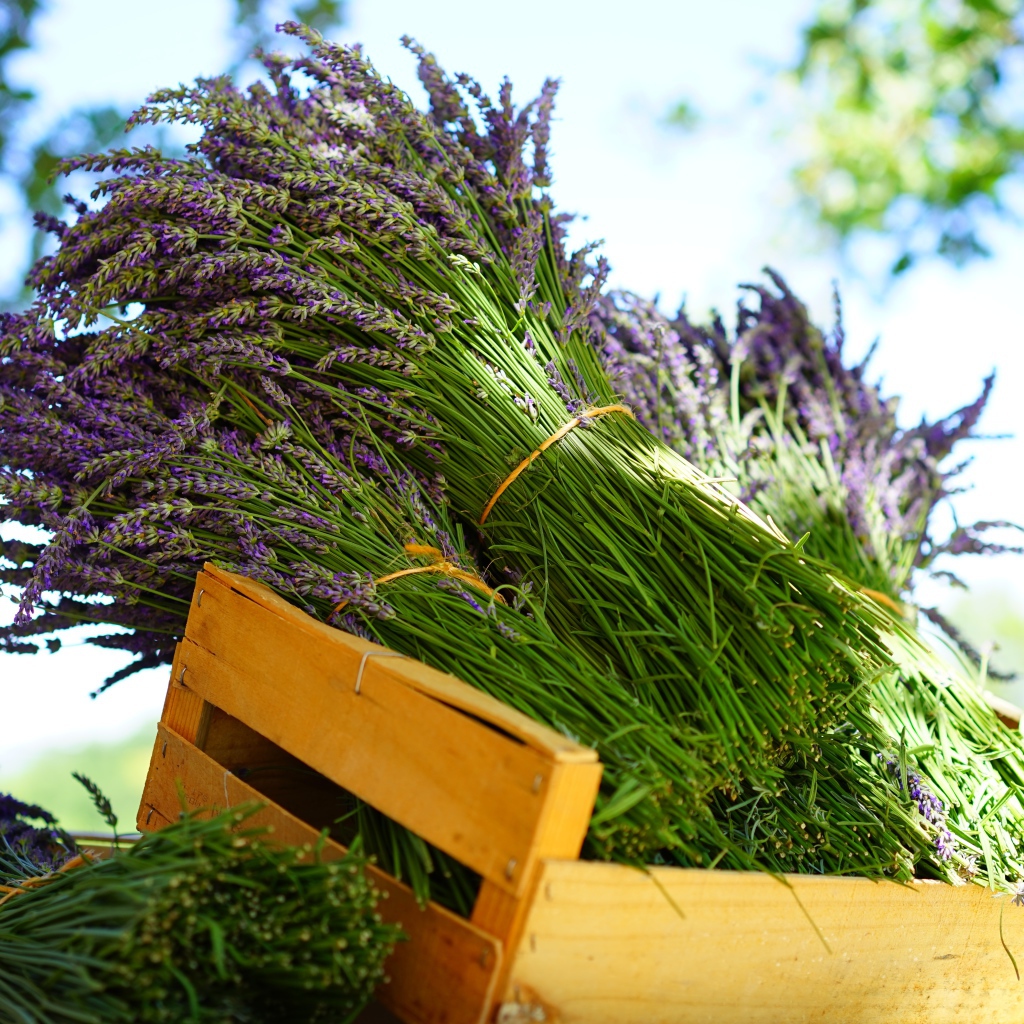 Свежие цветы лаванды в деревянном ящике