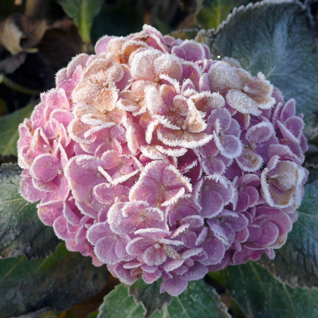 Покрытая инеем гортензия с зелеными листьями