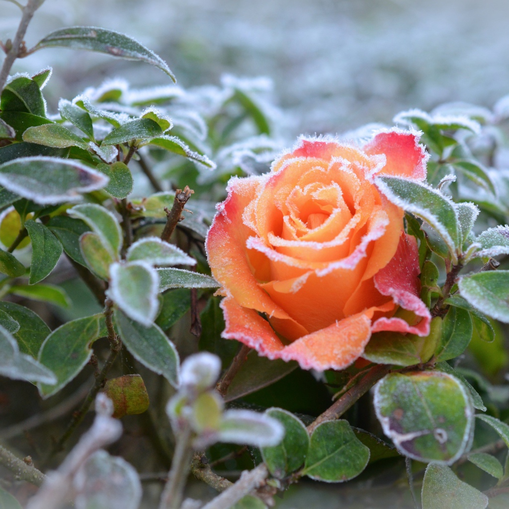Покрытая инеем оранжевая роза с зелеными листьями