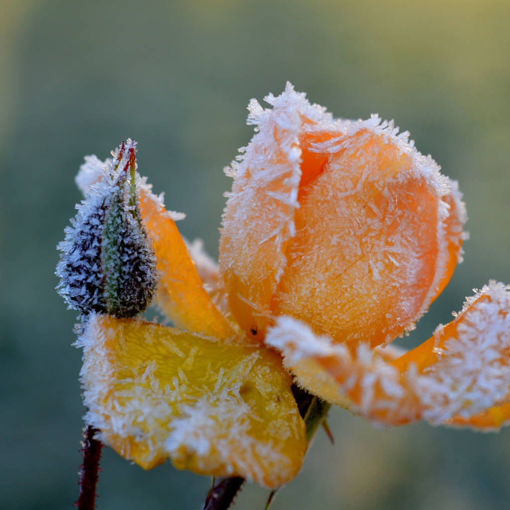 Покрытая инеем желтая роза с бутоном 