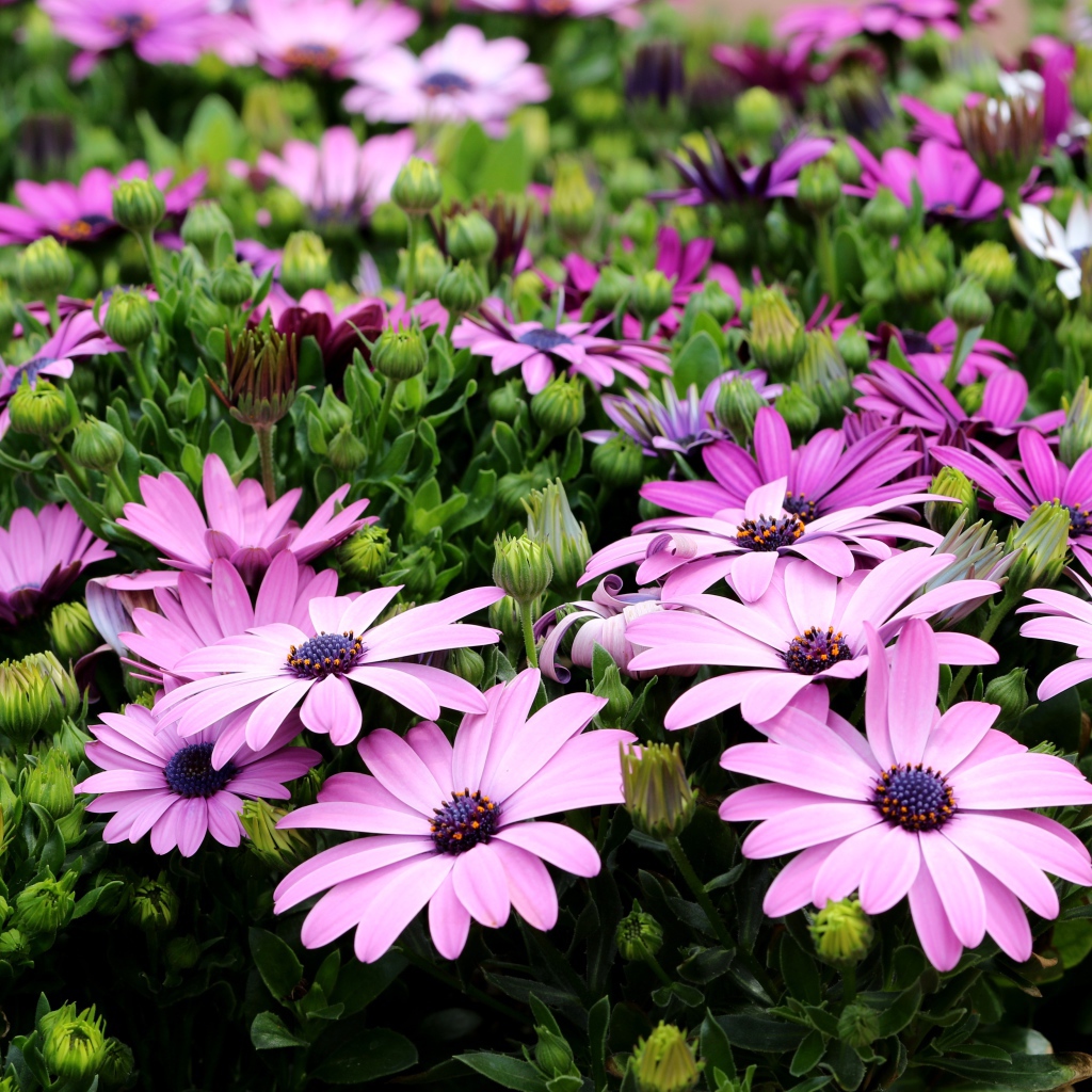 Садовые цветы Остеоспермум с бутонами