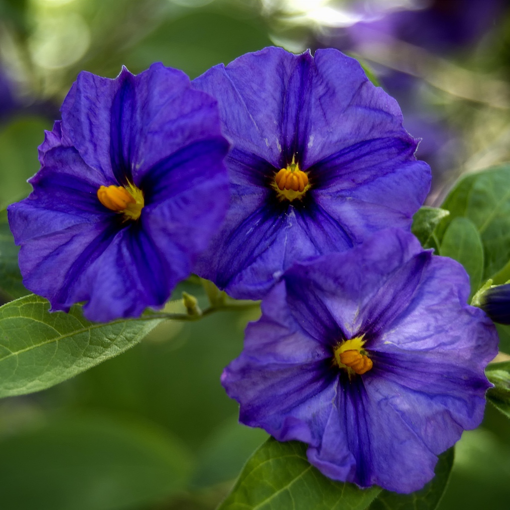 Куст цветов горечавки крупным планом