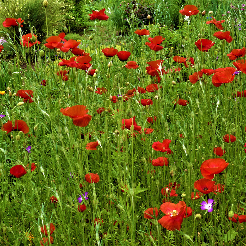 Поляна с красными маками в зеленой траве