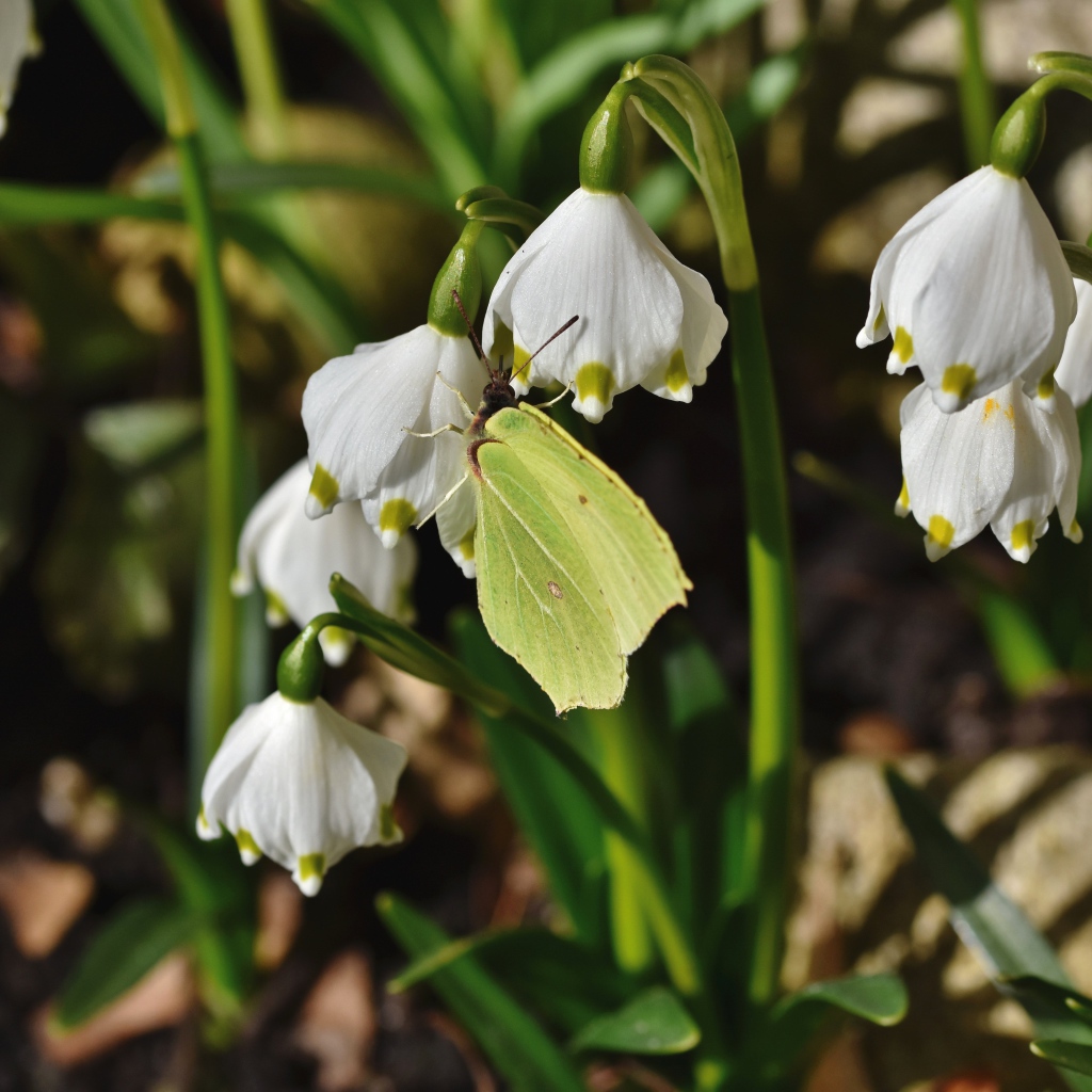 Зеленая бабочка сидит на белых подснежниках 