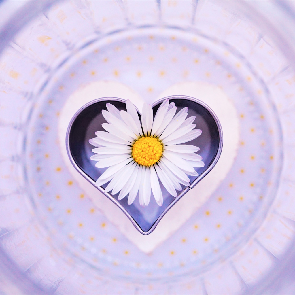Сердце с белой ромашкой на тарелке 