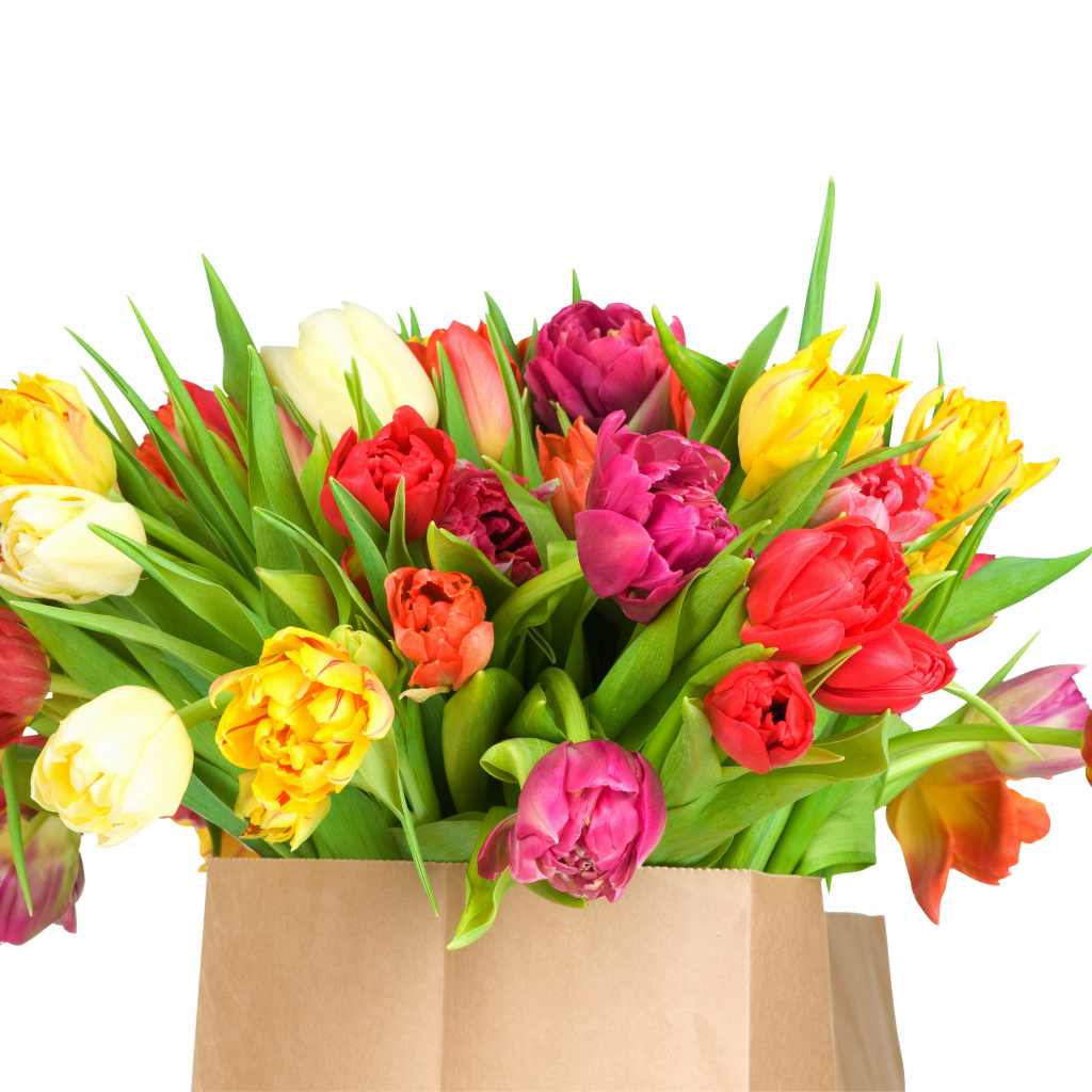 Огромный букет тюльпанов на белом фоне