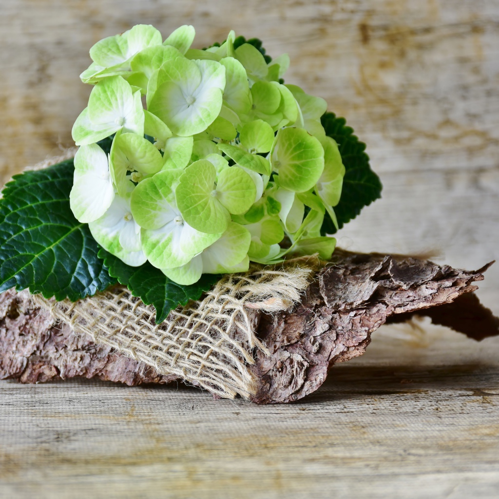 Цветок гортензии лежит с корягой на столе