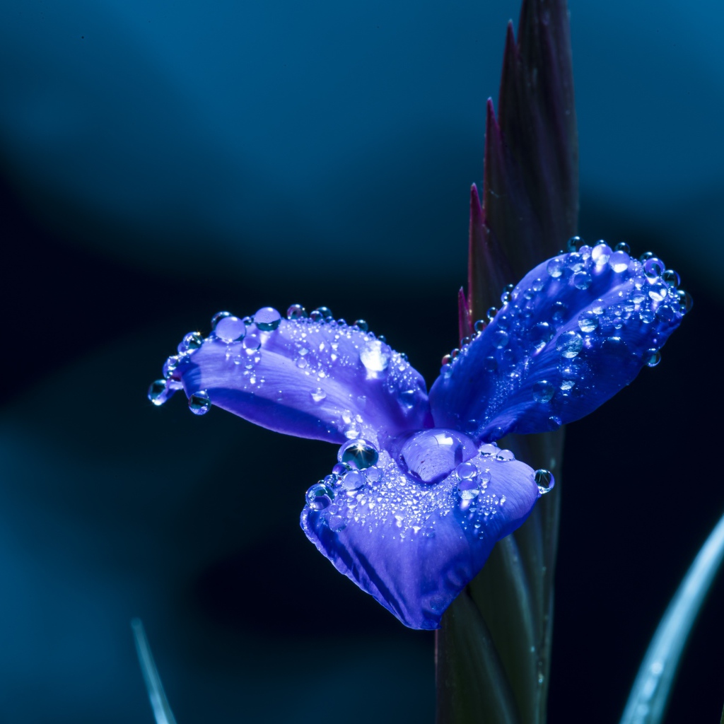 Цветок ириса в каплях росы крупным планом