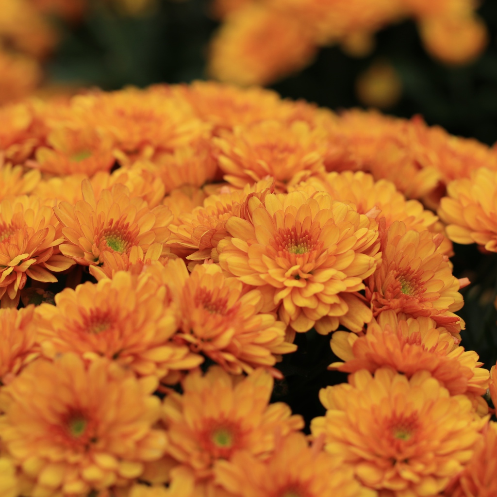 Большой букет оранжевых хризантем крупным планом 