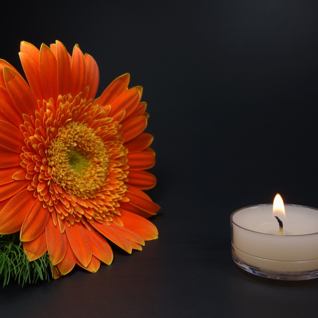 Большой оранжевый цветок герберы с зажженной свечой