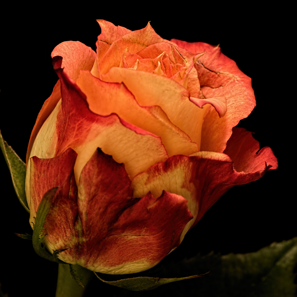 Большая оранжевая роза на черном фоне 