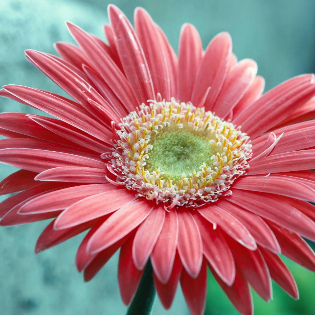 Large pink gerbera flower close up