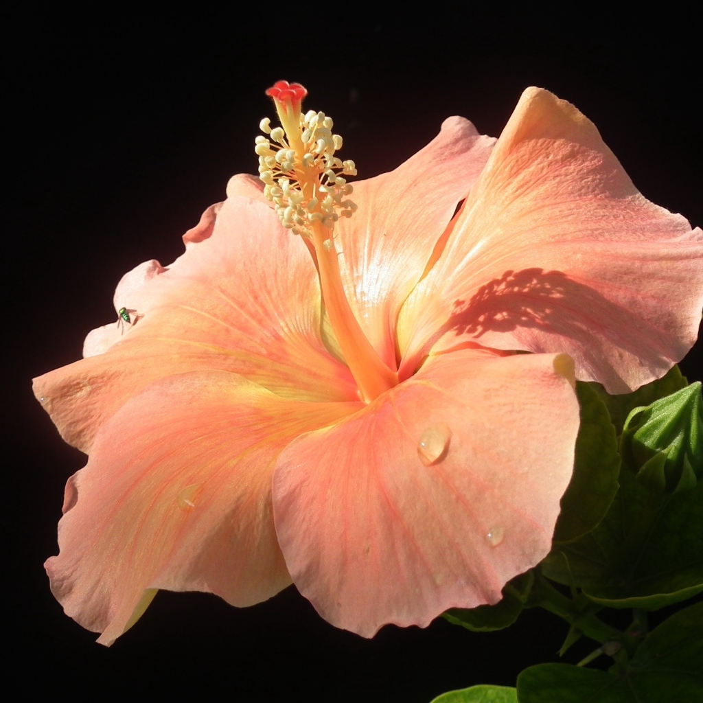 Большой розовый гибискус с бутонами на черном фоне