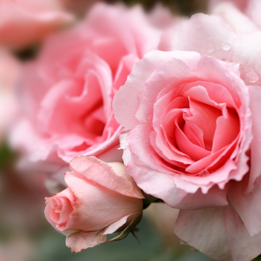 Крупная розовая роза с бутонами на клумбе