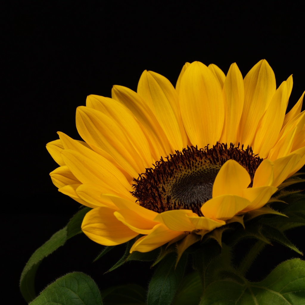 Большой подсолнух с желтыми лепестками на черном фоне