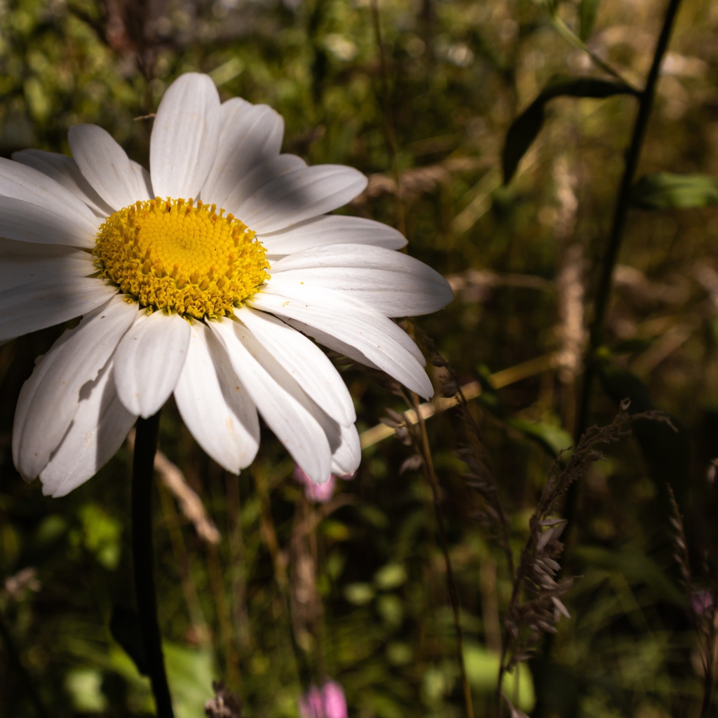 Крупный белый цветок ромашки